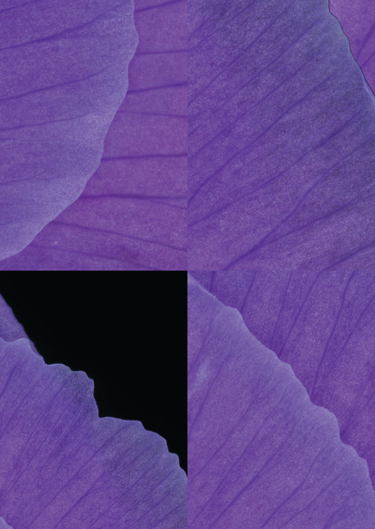 A Japanese Dream by Tom Lovelace