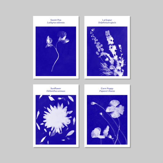 Heritage Botanical Seeds by Thomas Etty Seeds