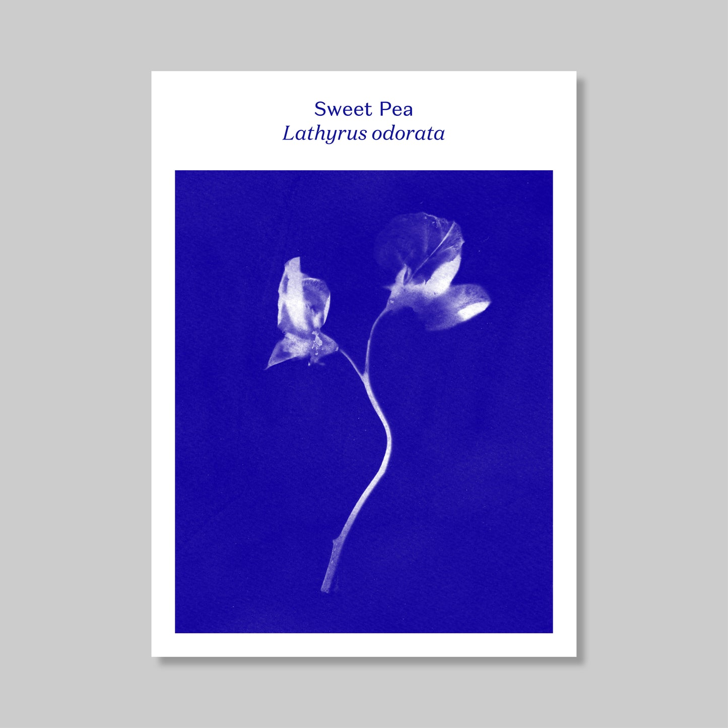 Heritage Botanical Seeds by Thomas Etty Seeds